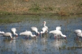 Many egrets